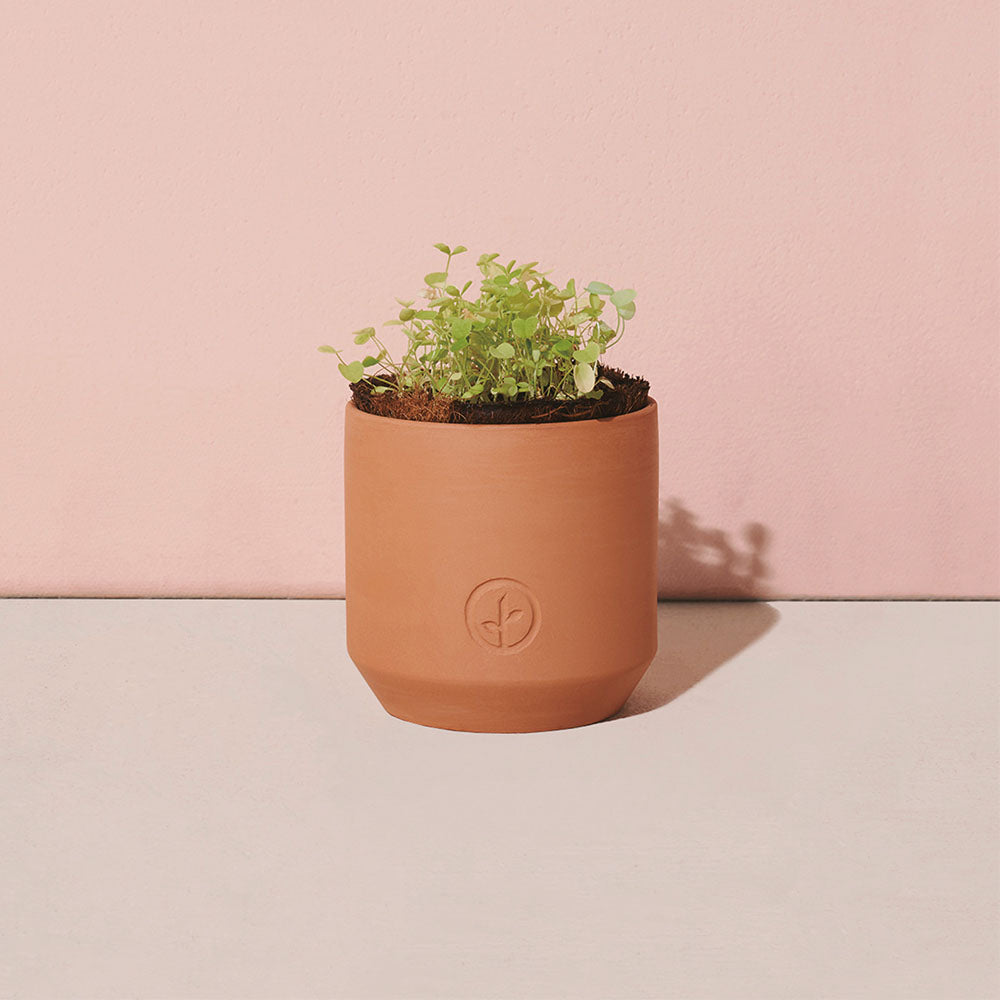 Good Luck Clover Grow Kit