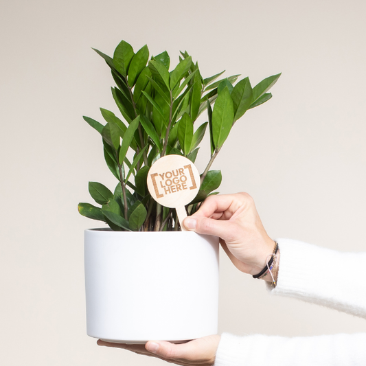 Desk/Office Plants